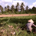 Ben Tre farm fields - Kevin Longa - kevinlonga.com